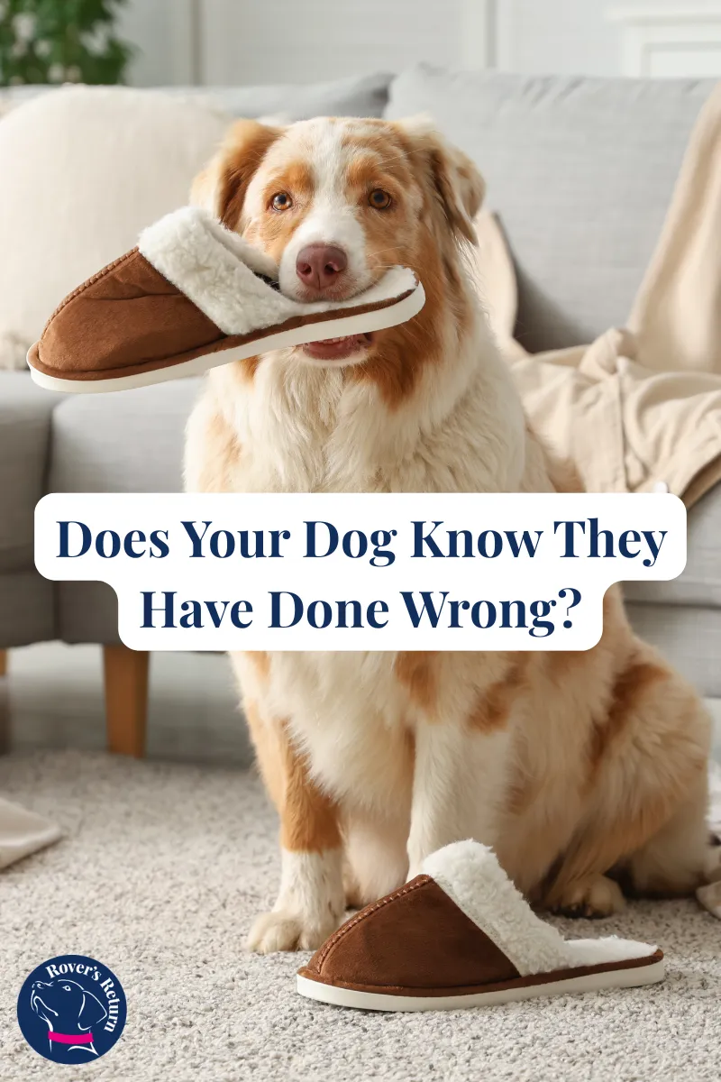 Dogs being naughty