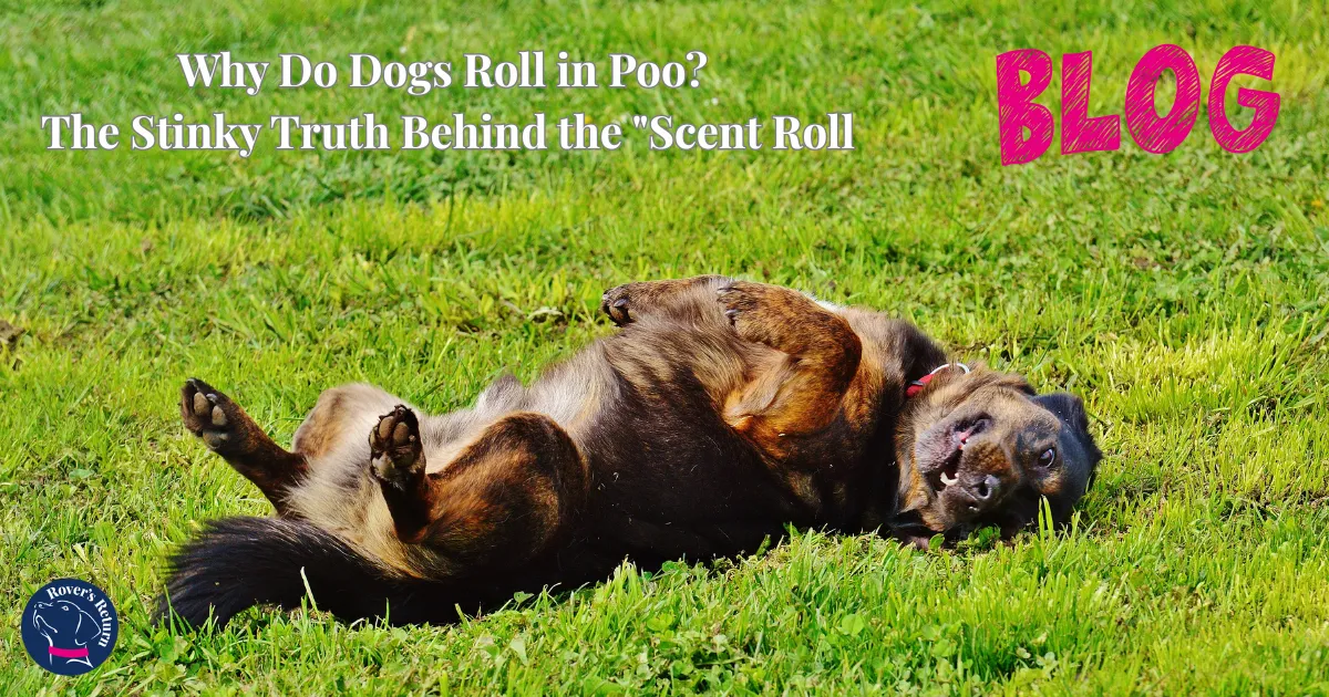 Rovers Return Dog Training Blog. Why dogs roll in poo