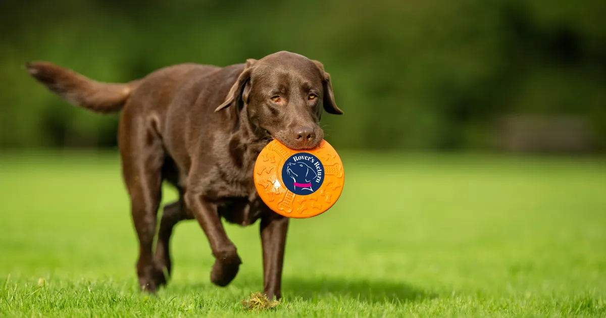 Group dog training classes with Rvers Return Dog Training & Behavour 