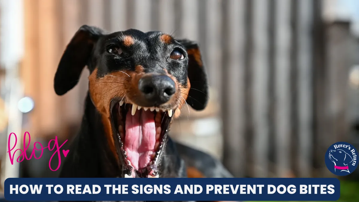 How to prevent dog bites