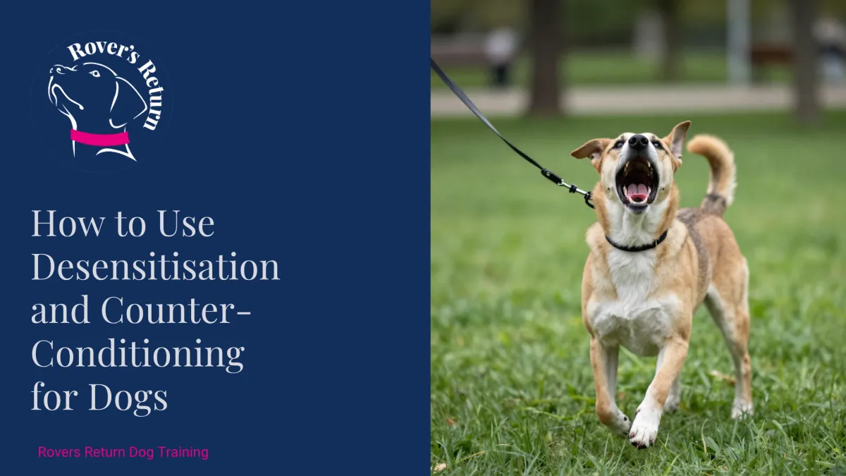 A developer working on dog training with a reactive pet