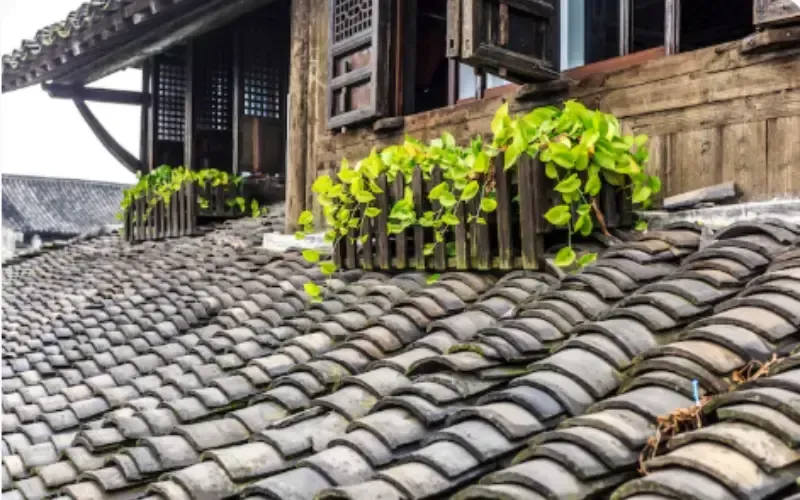 Curved tile roof with vines on a traditional wooden structure