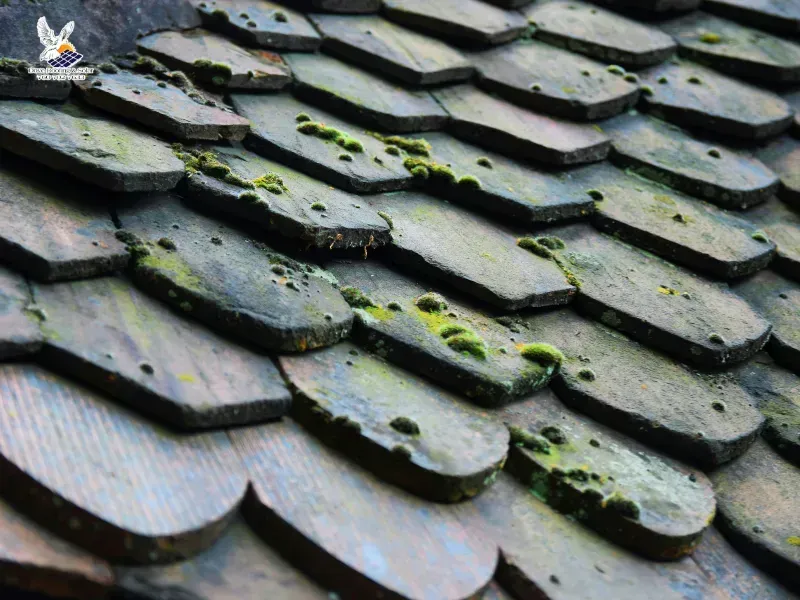 Roof Moss Removal in Highland, CA | Dove Roofing