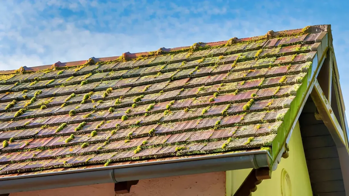 roof cleaning in Palm Springs CA