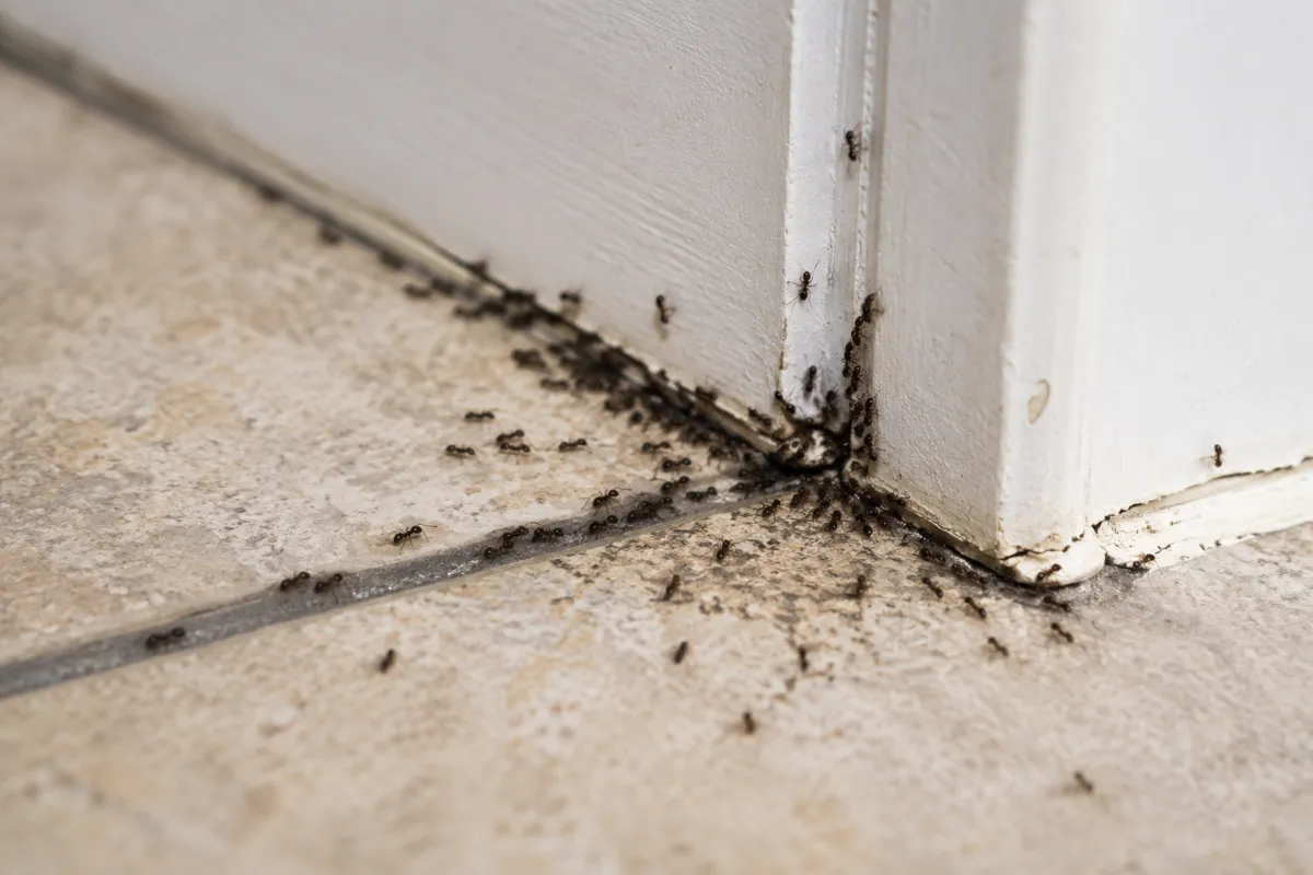 Ants in Hampton Roads: Everything Homeowners  Need to Know