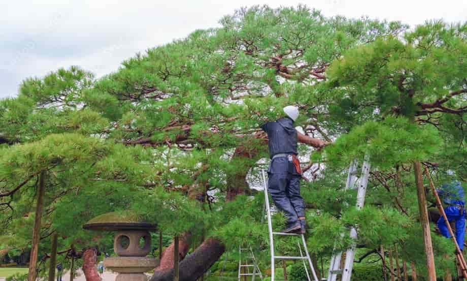Landscaping Contractor Services