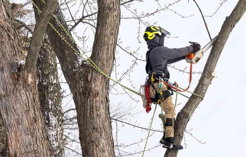 Tree Trimming Services