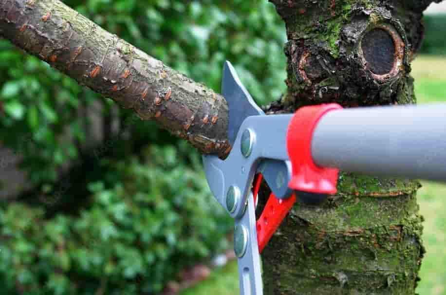 Tree Trimming Services