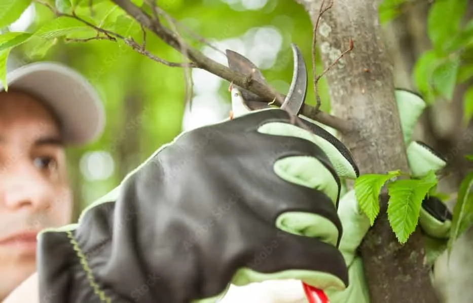 Tree care Services