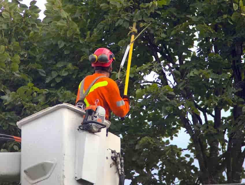 Tree Trimming Services