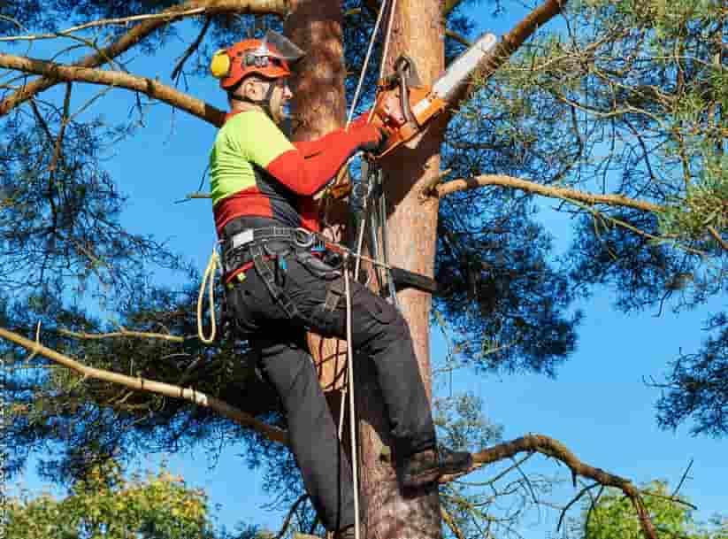 Tree Trimming Services