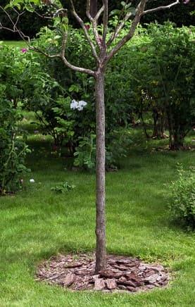 Mulching Tree Services