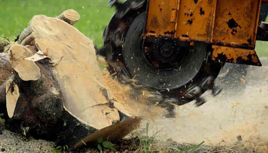 Stump Grinding Tree Services