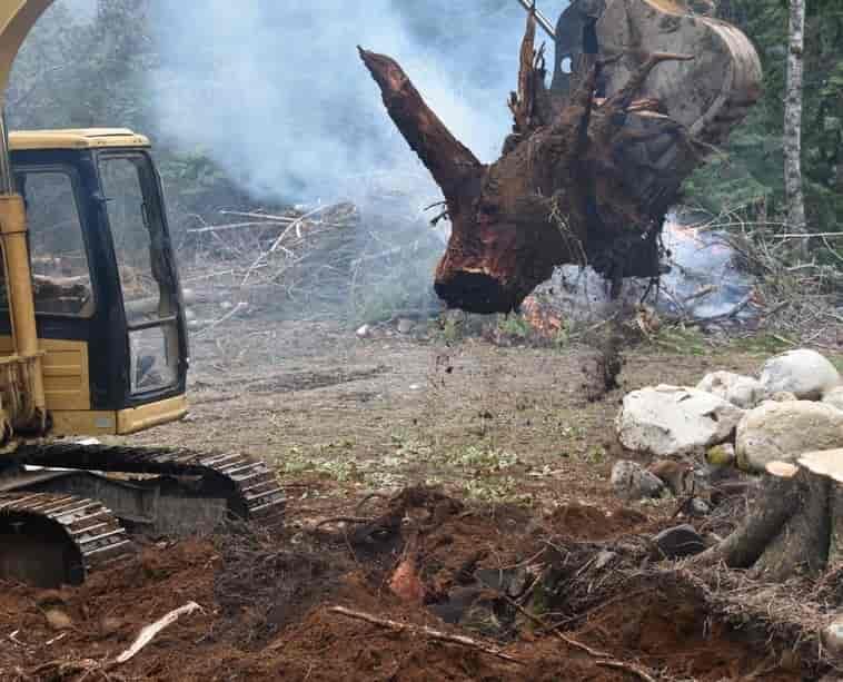 Stump Removal Tree Services