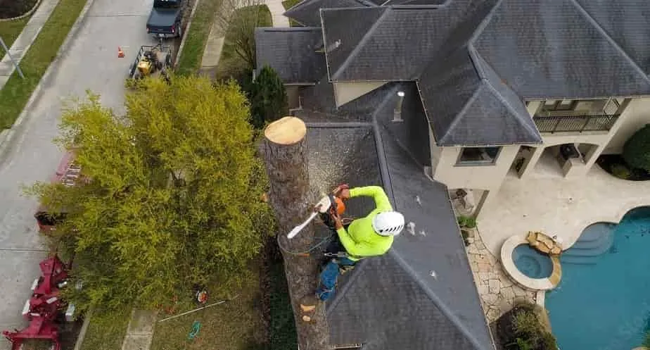 Arborist Tree Services