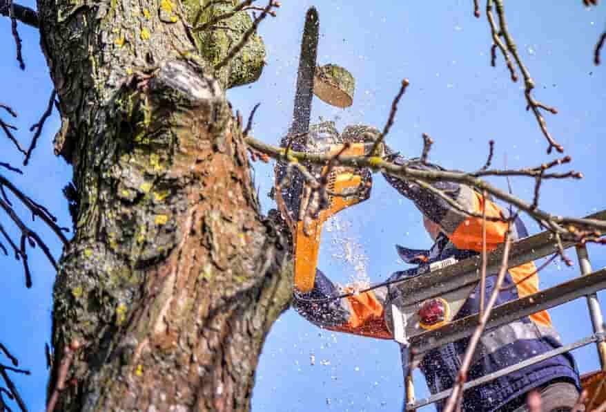 Tree Pruning Services
