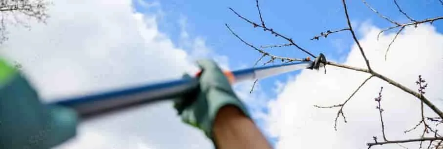Tree Pruning Services