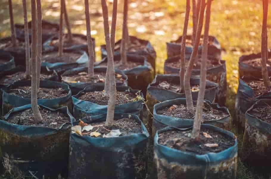 Tree Planting Services