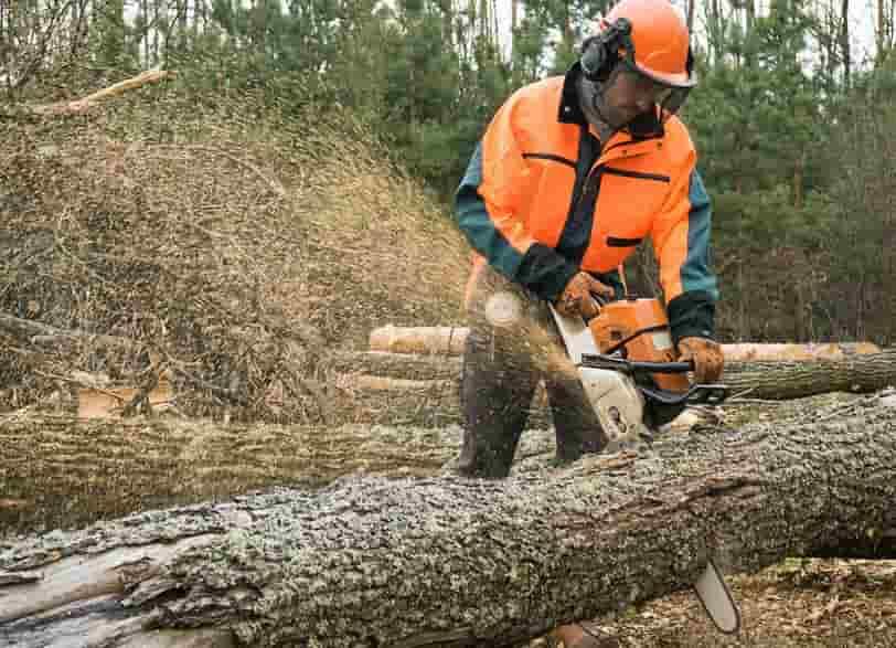 Tree Cutting Services