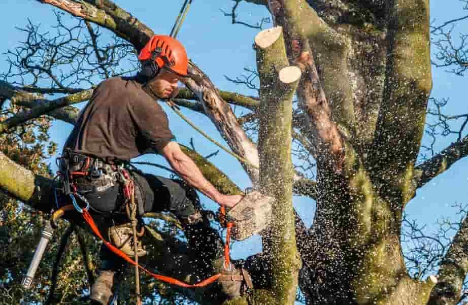 Tree Felling Services
