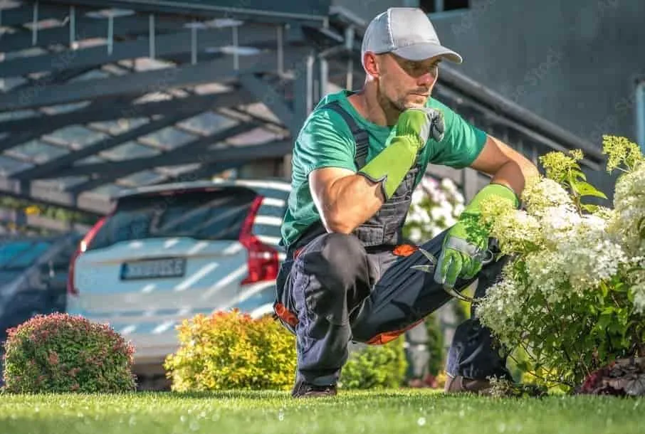 Disease Treatment Lawn Care Services