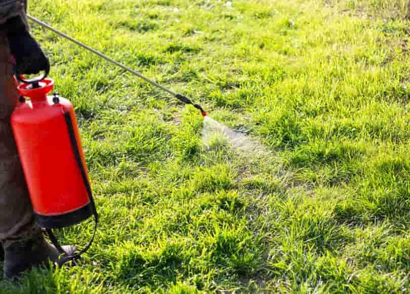 Weed Control Lawn Care Services