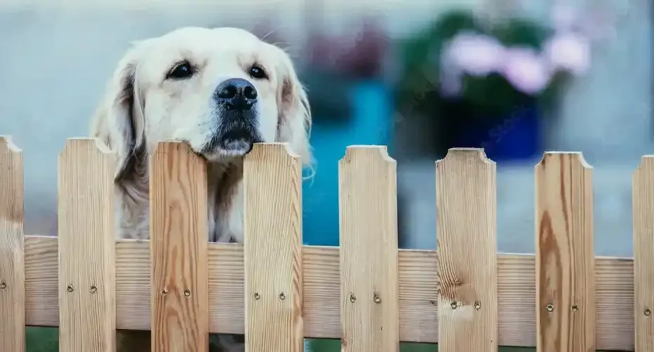 Dog Fence Services