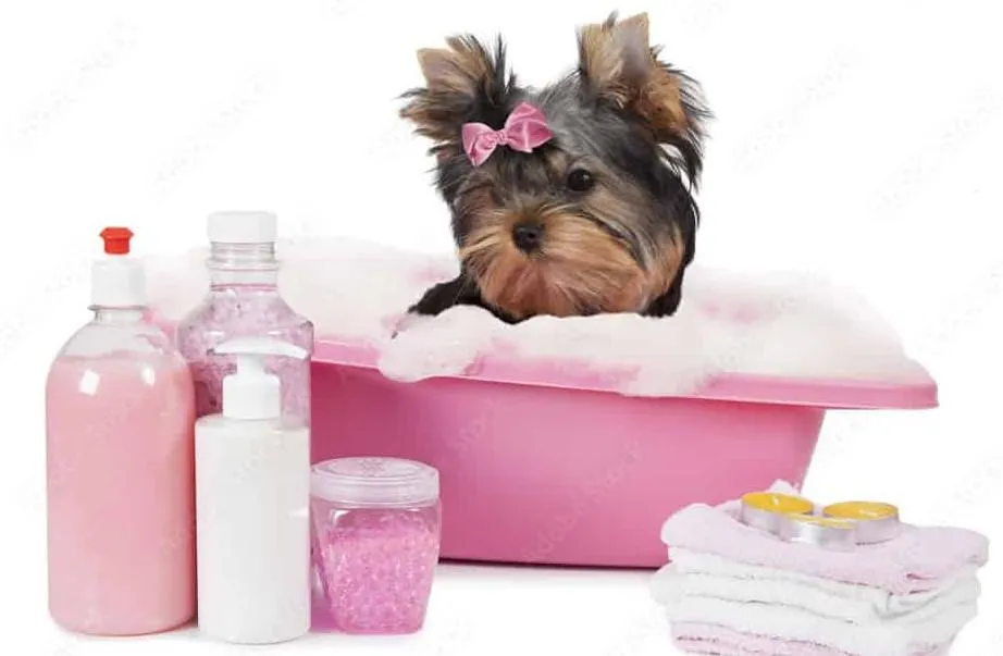 Spa Treatment Pet Grooming Services