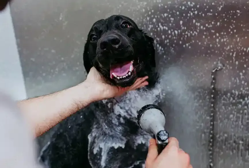 Self-serve Dog Wash Pet Grooming Services
