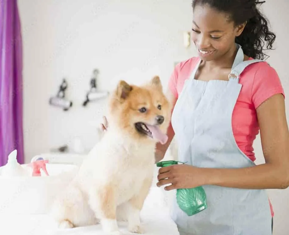 Dog Pet Grooming Services