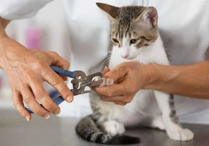 Cat Pet Grooming Services