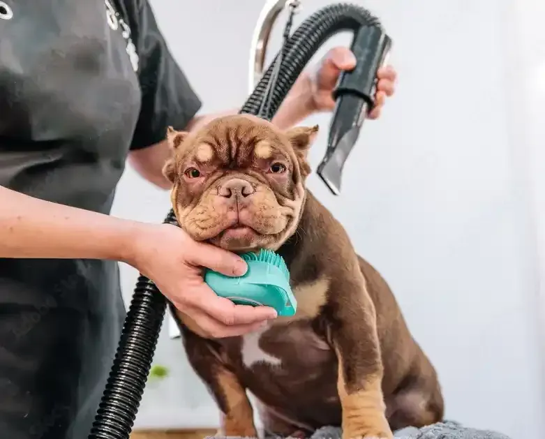 Spa Treatment Pet Grooming Services