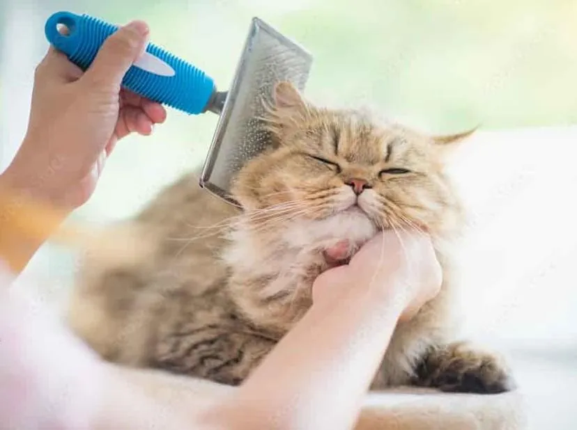 Cat Pet Grooming Services