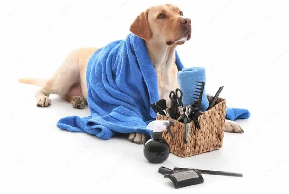 Dog Pet Grooming Services