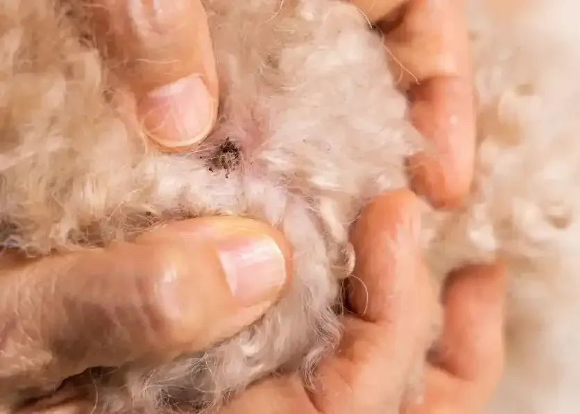 Flea and Tick Treatment Pet Grooming Services