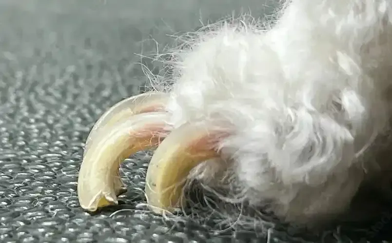 Dog Nail Trimming Pet Grooming Services