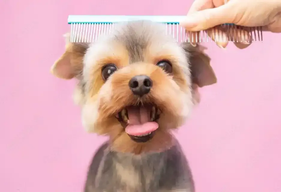Dog Grooming Services