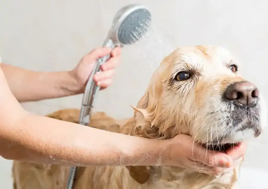 Dog Grooming Services