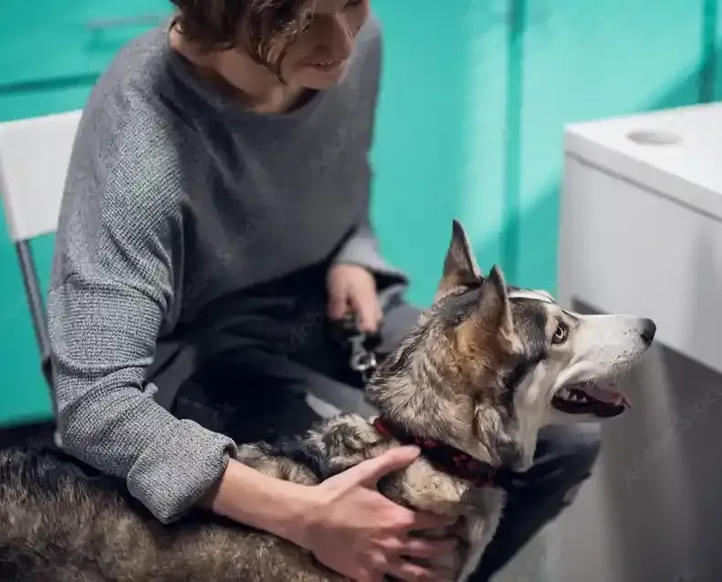 Flea and Tick Treatment Pet Grooming Services