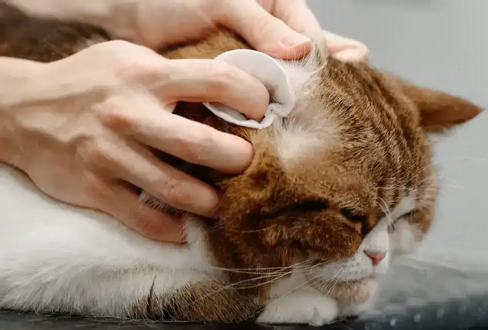 Ear cleaning Pet Grooming Services