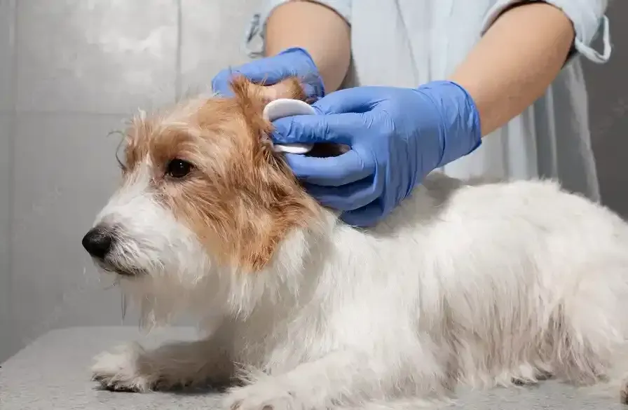 Ear Cleaning Pet Grooming Services