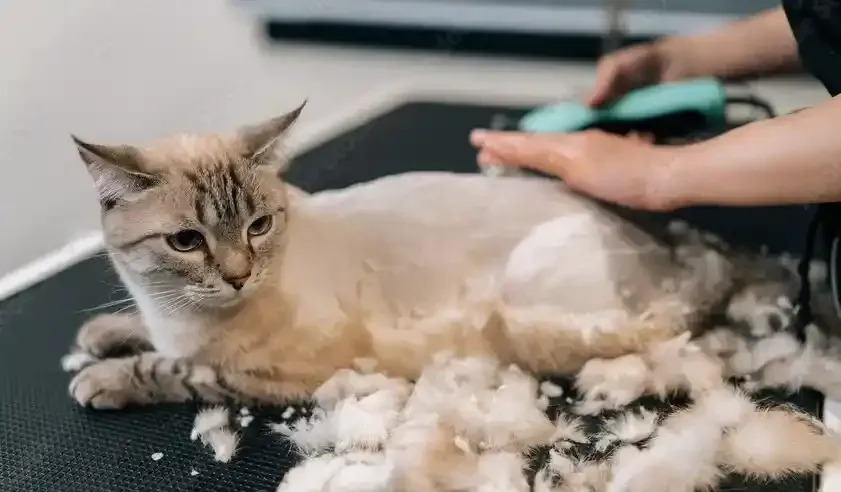 Cat Grooming Services