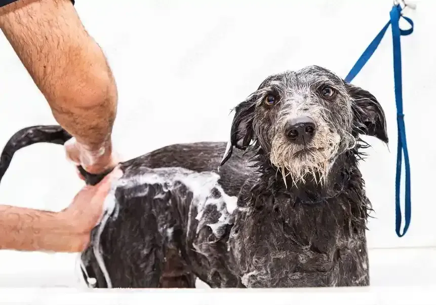 Anal gland expression Pet Grooming Services