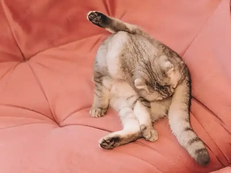 Anal gland expression Pet Grooming Services