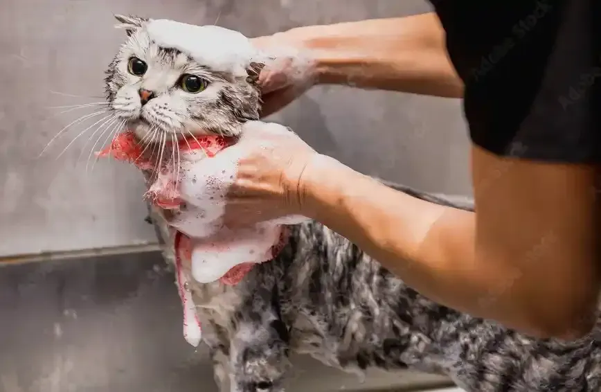 Cat Grooming Services