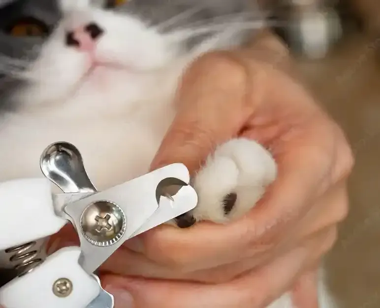 Cat Nail Trimming Pet Grooming Services