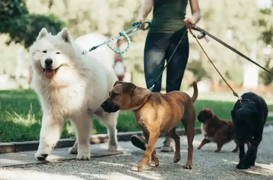 Dog Walking Pet Grooming Services
