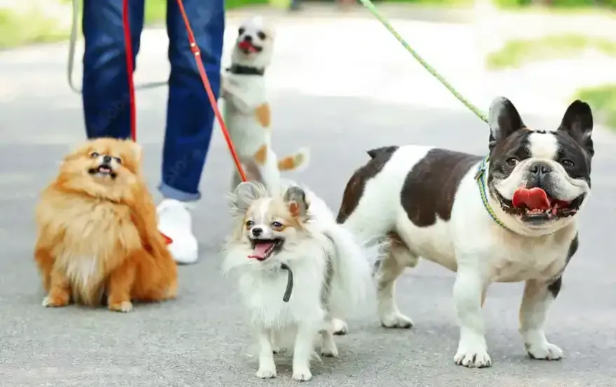 Dog Walking Pet Grooming Services
