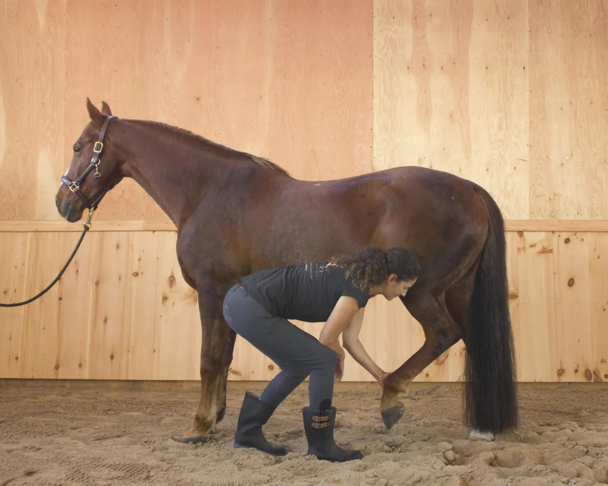 equine spinal integrity