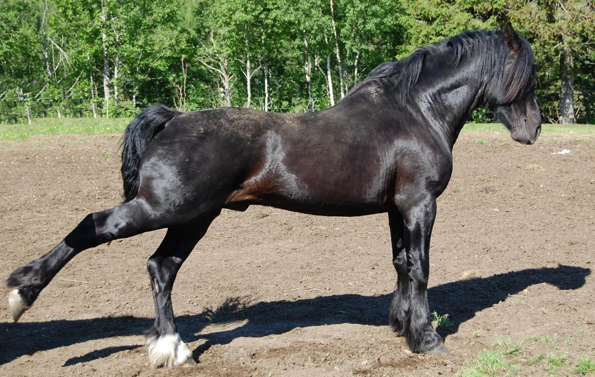 goat on a rock horse posture